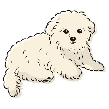 マルプー子犬」の写真素材 | 145件の無料イラスト画像 | Adobe Stock