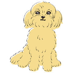 ペキプーのイラスト（ペキニーズとトイプードルのミックス犬）