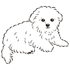 マルプーのイラスト（マルチーズとトイプードルのミックス犬）