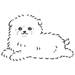ポメプーのイラスト（ポメラニアンとトイプードルのミックス犬）