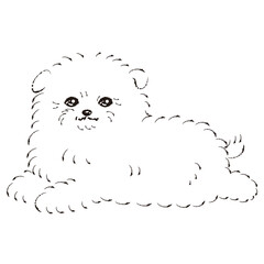 ポメプーのイラスト（ポメラニアンとトイプードルのミックス犬）