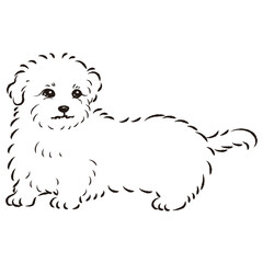 マルックスのイラスト（ダックスフントとマルチーズのミックス犬）