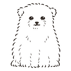 マルポメのイラスト（マルチーズとポメラニアンのミックス犬）