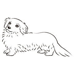 ダップーのイラスト（ダックスフントとトイプードルのミックス犬）