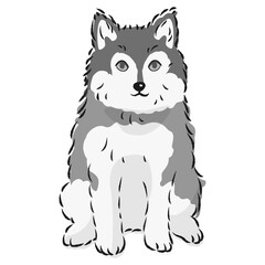 Fototapeta premium ポンスキーのイラスト（ポメラニアンとシベリアンハスキーのミックス犬）