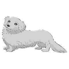 ダップーのイラスト（ダックスフントとトイプードルのミックス犬）