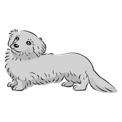 ダップーのイラスト（ダックスフントとトイプードルのミックス犬）