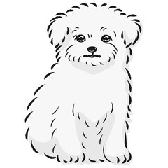 チワマルのイラスト（チワワとマルチーズのミックス犬）