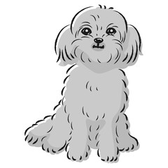 ペキプーのイラスト（ペキニーズとトイプードルのミックス犬）