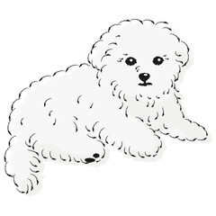 マルプーのイラスト（マルチーズとトイプードルのミックス犬）