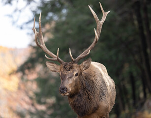 Close up if a male stag called an elk with a beautiful set of antlers or rack.  This large elk is slowly walking towards the photographer showing no signs of fear.  Photographed during the rut. 