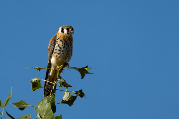 Male American kestrel perched on a tree