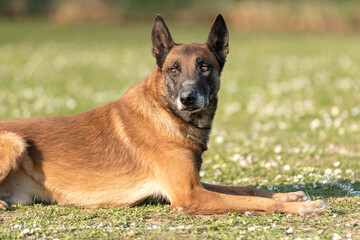 berger belge malinois en  ring