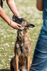 berger belge malinois en  ring