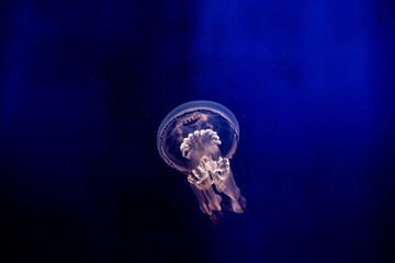 Jellyfish in Genova's Italy