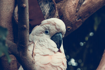 White parrot head