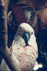 White parrot head