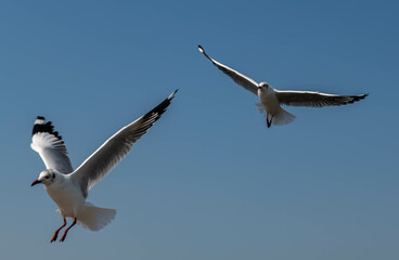 Seagulls flying in the blue sky, chasing after food to eat at Bangpu, Thailand.