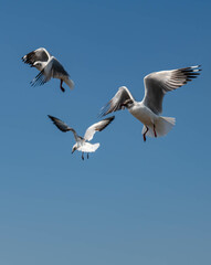 Seagulls flying in the blue sky, chasing after food to eat at Bangpu, Thailand.