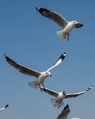 Seagulls flying in the blue sky, chasing after food to eat at Bangpu, Thailand.