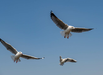 Seagulls flying in the blue sky, chasing after food to eat at Bangpu, Thailand.