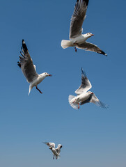 Seagulls flying in the blue sky, chasing after food to eat at Bangpu, Thailand.