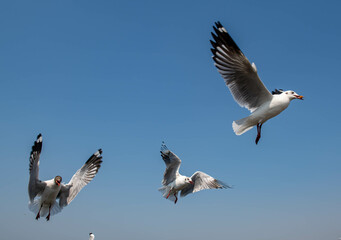 Seagulls flying in the blue sky, chasing after food to eat at Bangpu, Thailand.