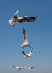 Seagulls flying in the blue sky, chasing after food to eat at Bangpu, Thailand.