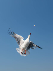 Seagulls flying in the blue sky, chasing after food to eat at Bangpu, Thailand.