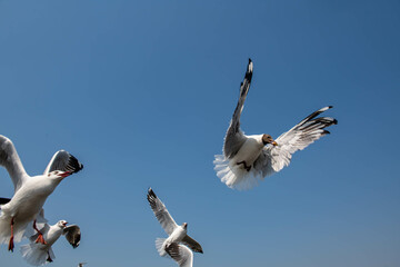 Seagulls flying in the blue sky, chasing after food to eat at Bangpu, Thailand.