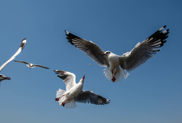 Seagulls flying in the blue sky, chasing after food to eat at Bangpu, Thailand.