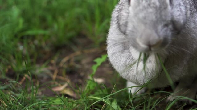 Extreme close up of hungry chinchilla rabbit eating green grass and pink flowers