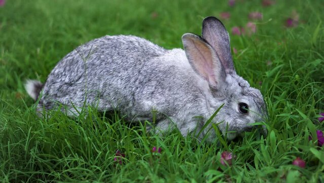 White chinchilla rabbit eating wet green grass and pink flowers on a field