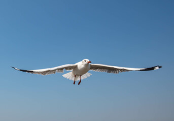 Seagulls flying in the blue sky, chasing after food to eat at Bangpu, Thailand.