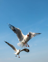 Fototapeta premium Seagulls flying in the blue sky, chasing after food to eat at Bangpu, Thailand.