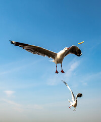 Seagulls flying in the blue sky, chasing after food to eat at Bangpu, Thailand.