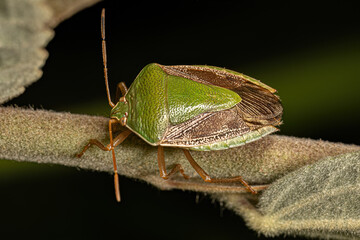Adult Stink Bug