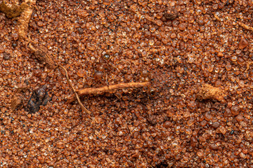 Adult Female Big-headed Ants