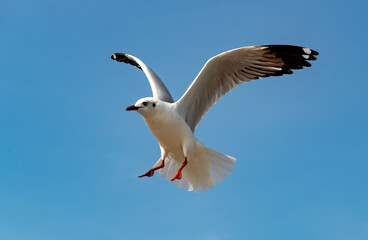 Seagulls flying in the blue sky, chasing after food to eat at Bangpu, Thailand.