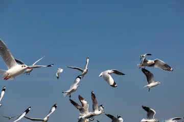 Seagulls flying in the blue sky, chasing after food to eat at Bangpu, Thailand.