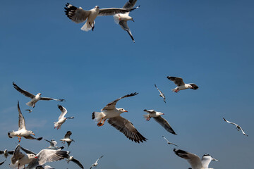 Seagulls flying in the blue sky, chasing after food to eat at Bangpu, Thailand.
