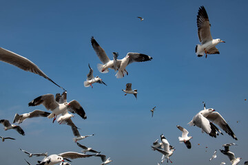 Seagulls flying in the blue sky, chasing after food to eat at Bangpu, Thailand.
