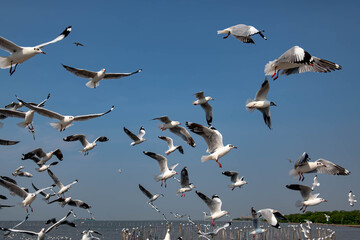Seagulls flying in the blue sky, chasing after food to eat at Bangpu, Thailand.