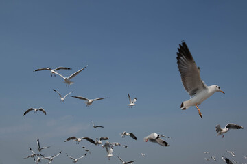 Seagulls flying in the blue sky, chasing after food to eat at Bangpu, Thailand.