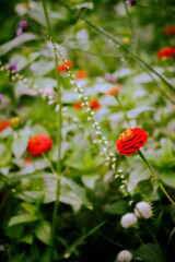 red poppy flower