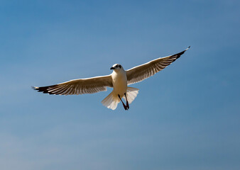 Seagulls flying in the blue sky, chasing after food to eat at Bangpu, Thailand.