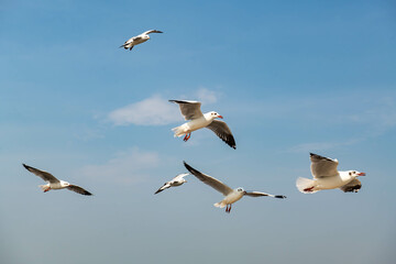 Obraz premium Seagulls flying in the blue sky, chasing after food to eat at Bangpu, Thailand.