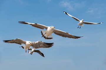 Seagulls flying in the blue sky, chasing after food to eat at Bangpu, Thailand.
