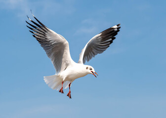 Seagulls flying in the blue sky, chasing after food to eat at Bangpu, Thailand.