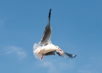 Seagulls flying in the blue sky, chasing after food to eat at Bangpu, Thailand.